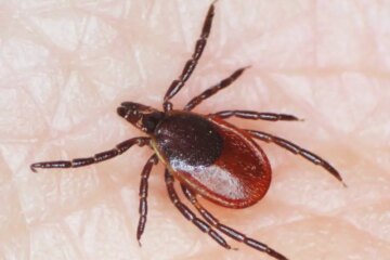 Dangerous Ticks in Maine: Tiny Bugs With Serious Health Risks