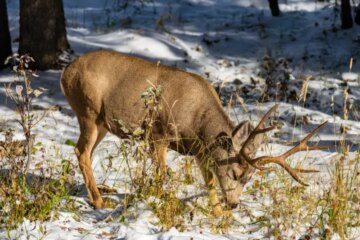 The Unexpected Foods Deer Eat During Winter in Missouri