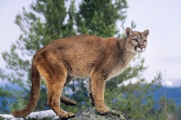 Do Mountain Lions Still Live in Florida, or Are Sightings Misidentified?