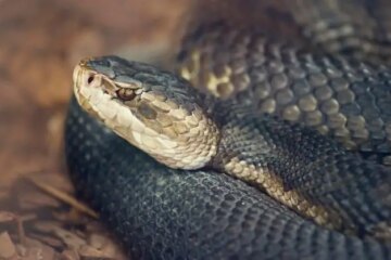 Do Water Moccasins Really Chase People in Florida, or Is It a Misread Behavior?