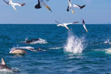 The Curious Secret of Why Dolphins and Birds Interact in Florida