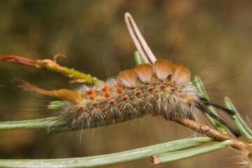 Douglas-fir Tussock Moth Caterpillars in Oregon: Small but Shockingly Painful
