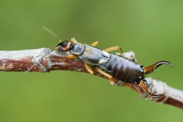 Earwigs in California: Creepy Backyard Insects With a Painful Bite