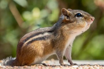 The Hidden Routes Eastern Chipmunks Use Beneath Connecticut Yards