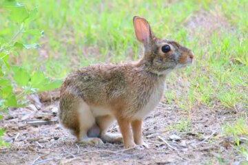 2 Types of Wild Rabbits in New Hampshire (With Pictures and ID Guide)