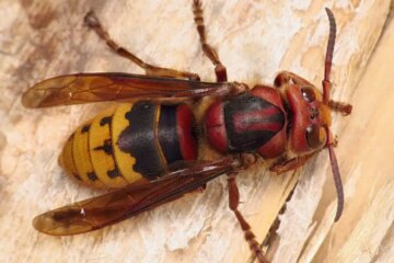 20 Dangerous Bugs in New Jersey (With Pictures and Identification)