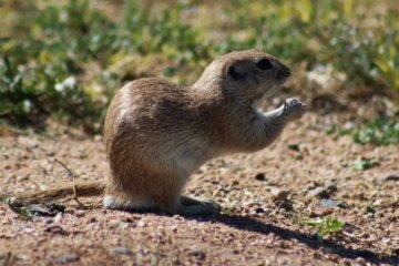 Fascinating Survival Secrets of Arizona Ground Squirrels