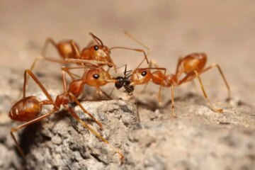 Fire Ants in Florida: Small but Surprisingly Dangerous