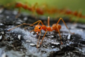 The Hidden Threat of Fire Ants Spreading Fast in California Yards