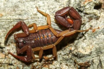 Florida Bark Scorpions: How Dangerous Are They Really?