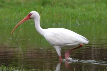 Why Florida’s Ibises Have Behaviors Residents Never Noticed