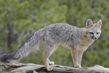 How Foxes Adjust to Seasonal Change in North Carolina