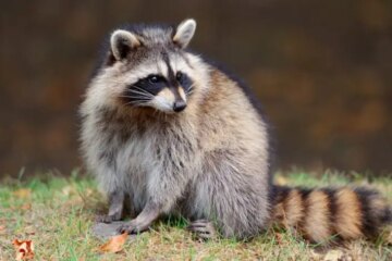 13 Fun Facts About Georgia Raccoons That Will Surprise You