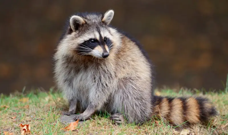 Fun Facts About Georgia Raccoons