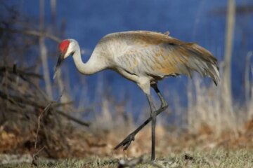 10 Fun Facts About Ohio Sandhill Cranes Most People Don’t Know