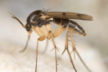 The Real Reason Fungus Gnats Keep Returning in Florida Kitchens