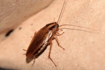 The Nighttime Insects Common Inside Texas Apartments