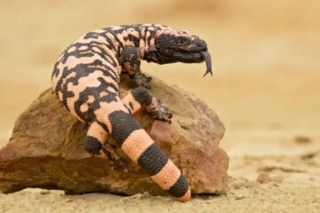 Gila Monster in Nevada: Rare but Seriously Venomous