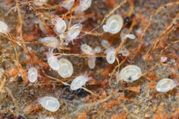 What Causes Grain Mites to Appear in Texas Pantries