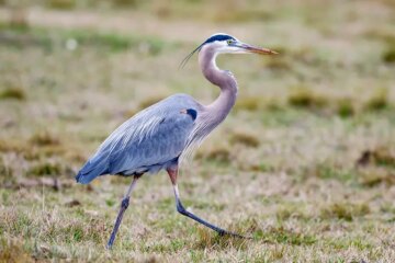 The Hidden Reason Great Blue Herons Return to Texas Suburban Ponds