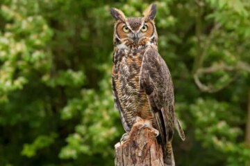 13 Types of Owls in Arizona (With Pictures and Identification)