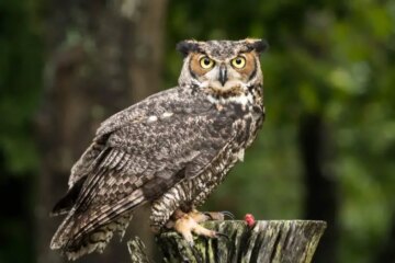 8 Types of Owls in Louisiana (With Pictures and Identification)