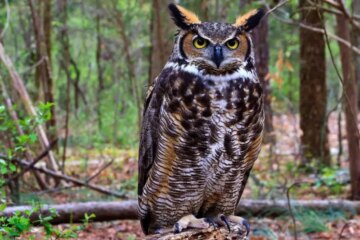 8 Types of Owls in Arkansas (With Pictures and Identification)