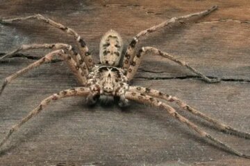 Hawaiian Cane Spiders: Scary-Looking Night Hunters With Bite