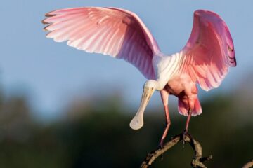 Hidden Behaviors of Florida Spoonbills That Will Surprise You