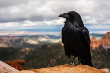 Hidden Intelligence of California Ravens You Should Know