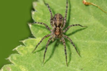 Hobo Spiders in Washington: Are They Really Dangerous?