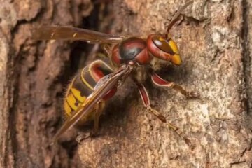 A Hidden Behavioral Shift Among Hornets in North Carolina