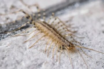 Why House Centipedes Appear in Michigan Bathrooms at Night