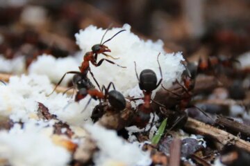 How Ant Colonies in New York Survive Long, Frozen Winters