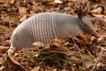How Armadillos Follow Drainage Paths in Alabama
