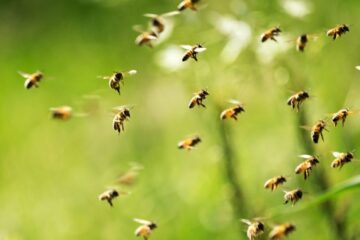 How Bees Navigate Back to Hives in North Dakota
