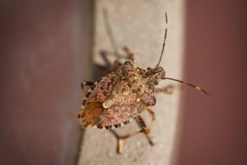 How Brown Marmorated Stink Bugs Enter Homes in Maryland