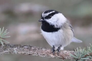 How Colorado Residents Can Attract More Mountain Birds