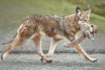 How Coyotes Use Drainage Systems in Texas Suburbs