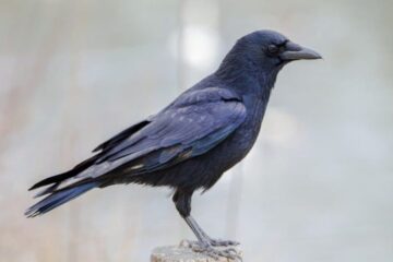 How Crows in New York Use Intelligence to Survive Winter Cities