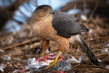 How Hawks Adjust Their Hunting Patterns in Pennsylvania