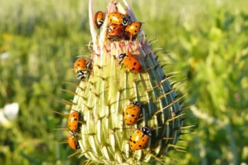 How Lady Beetles in Colorado Survive Winter by Clustering Together