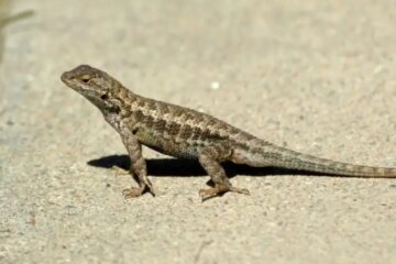 How Lizards Manage Food During Nevada’s Cold Season