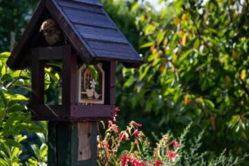 How Michigan Homeowners Can Create a Bird-Friendly Garden