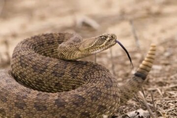 How Rattlesnakes in Arizona Survive Extreme Heat and Cold