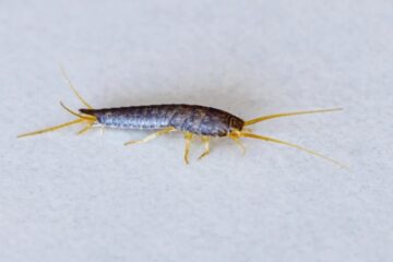 How Silverfish Move Between Rooms Without Being Seen in Indiana