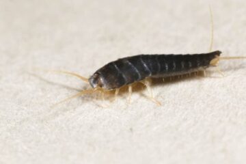 How Silverfish Survive for Months Inside New York Apartments