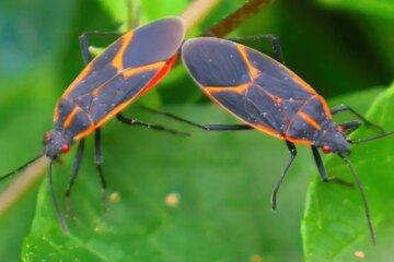 5 Indoor Insects Found in Pennsylvania Homes During Winter