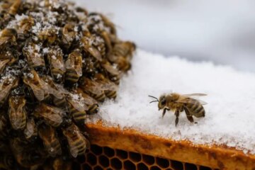 How Honey Bees in Wisconsin Use Collective Intelligence to Survive Winter