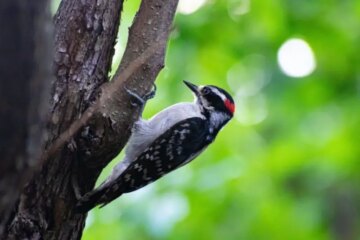 How Woodpeckers Avoid Injury in Minnesota Forests